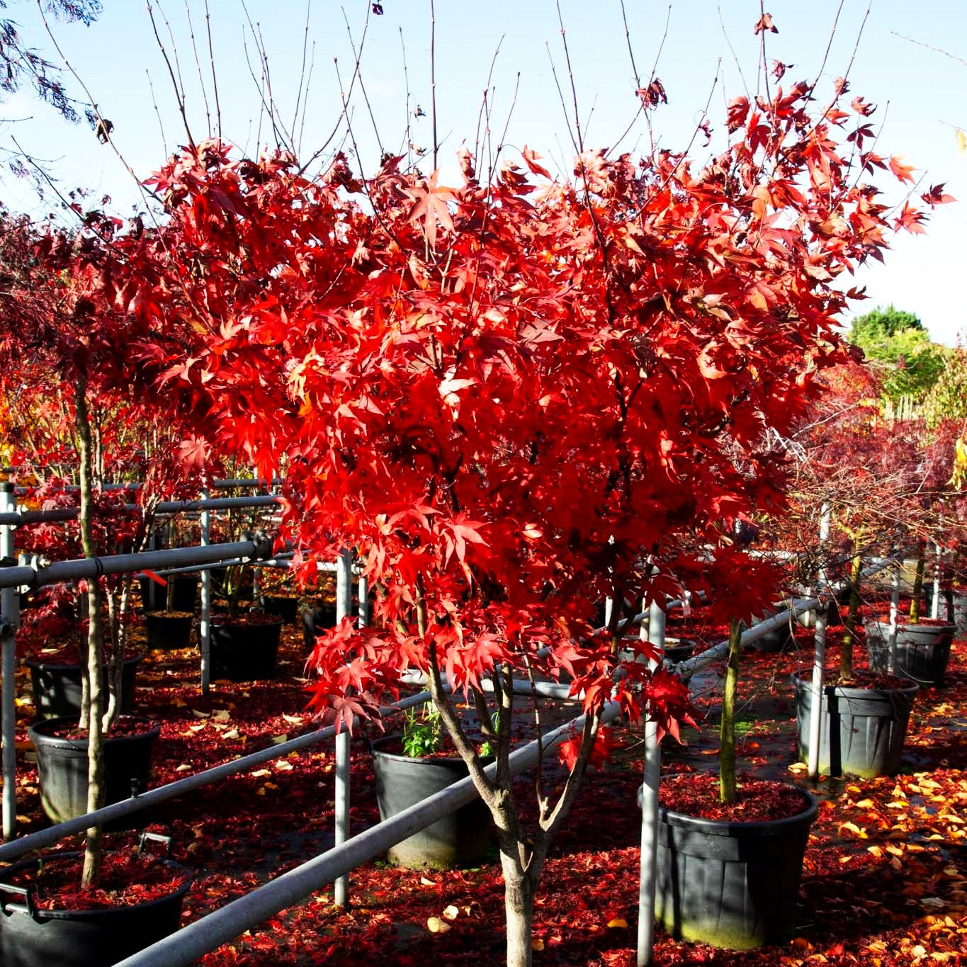 Japanischer Fächer-Ahorn 'Osakazuki' (Acer palmatum)