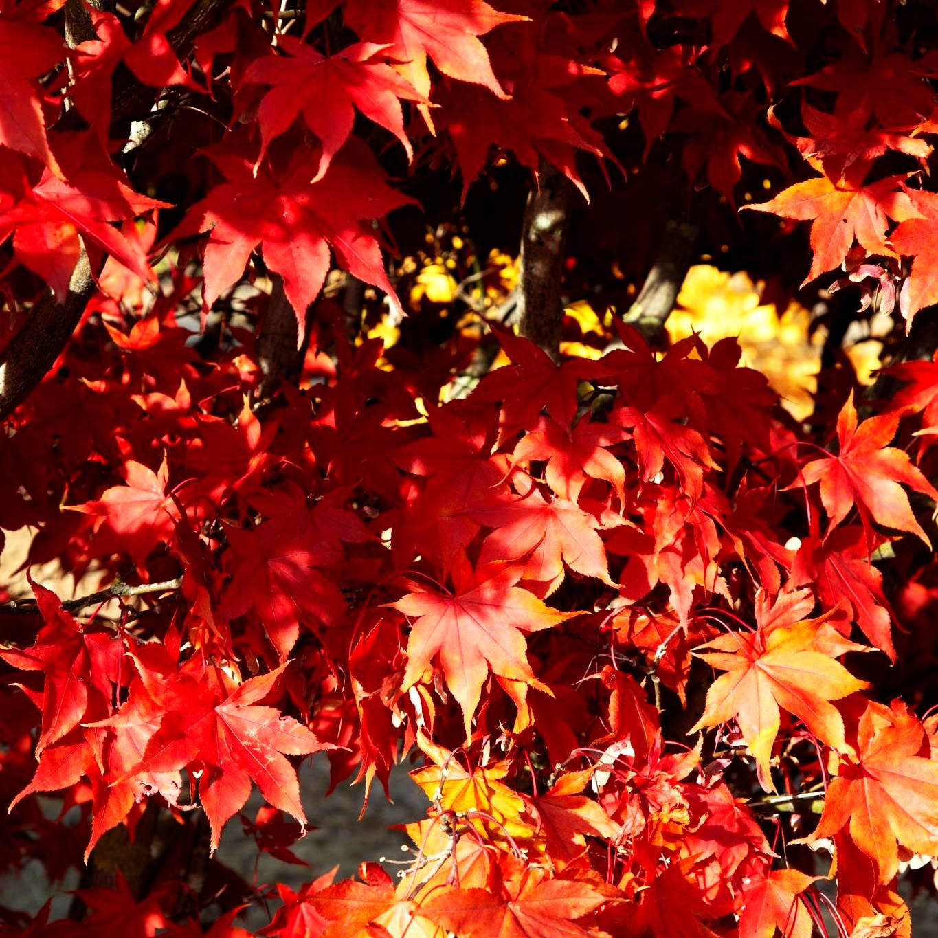 Japanischer Fächer-Ahorn 'Osakazuki' (Acer palmatum)
