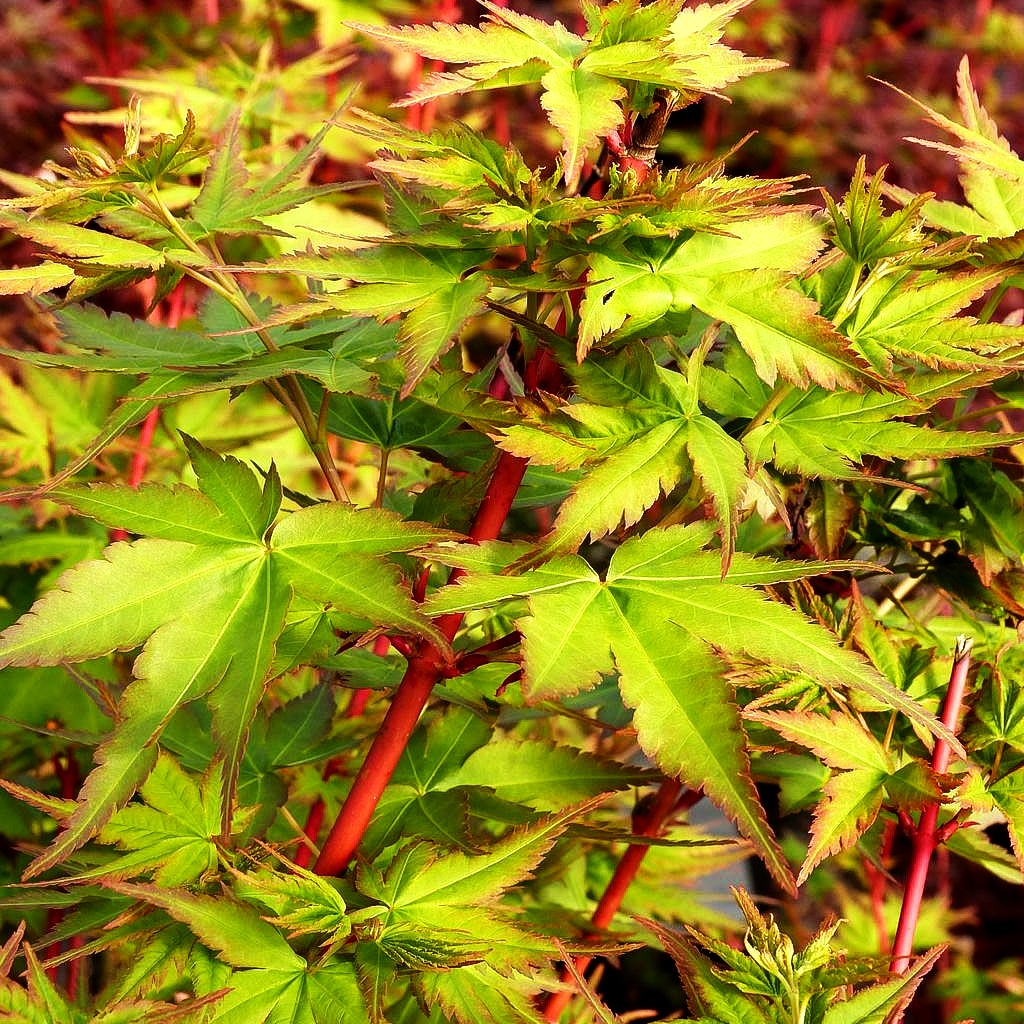 Japanischer Fächer-Ahorn 'Peve Chameleon' (Acer palmatum)