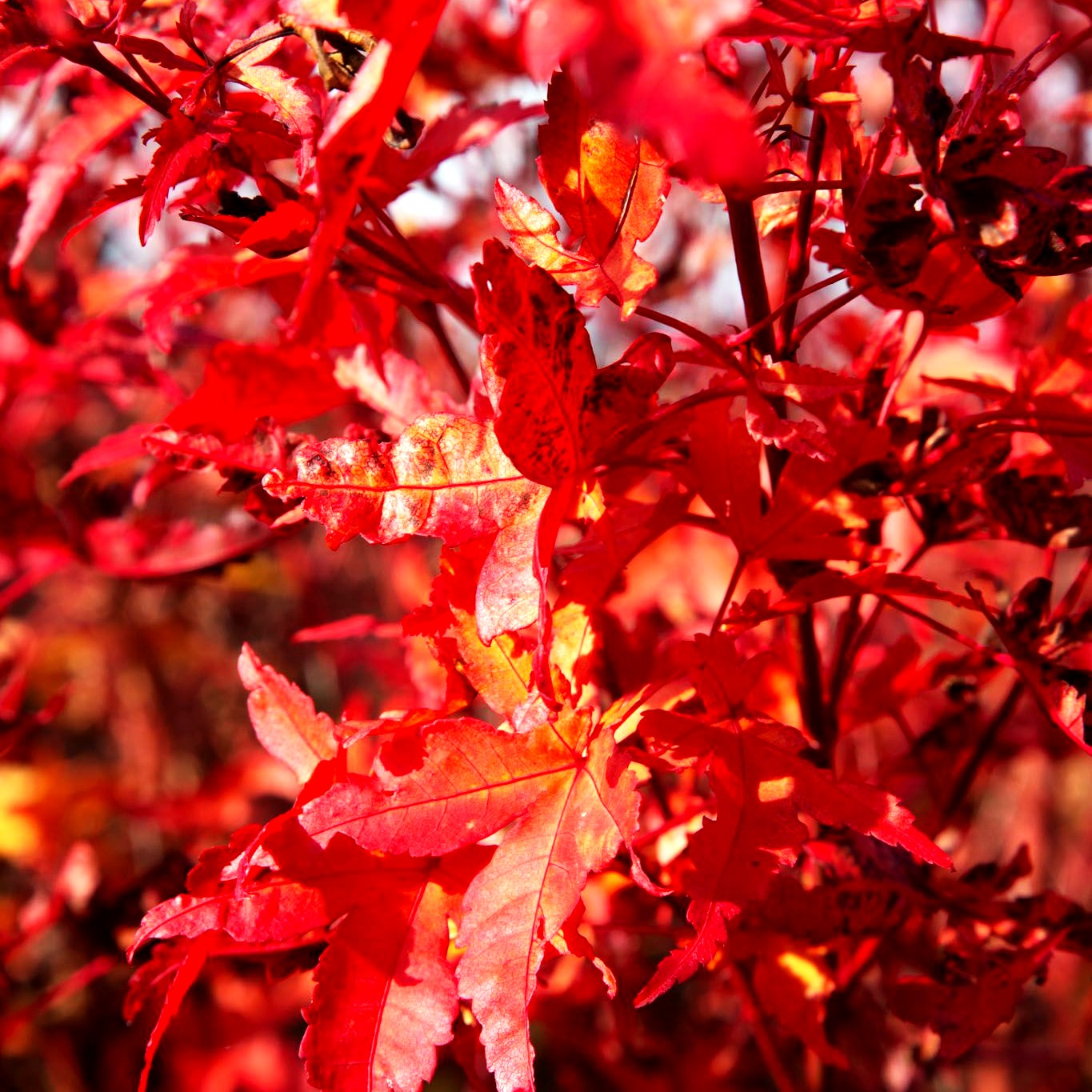Japanischer Fächer-Ahorn 'Peve Chameleon' (Acer palmatum)