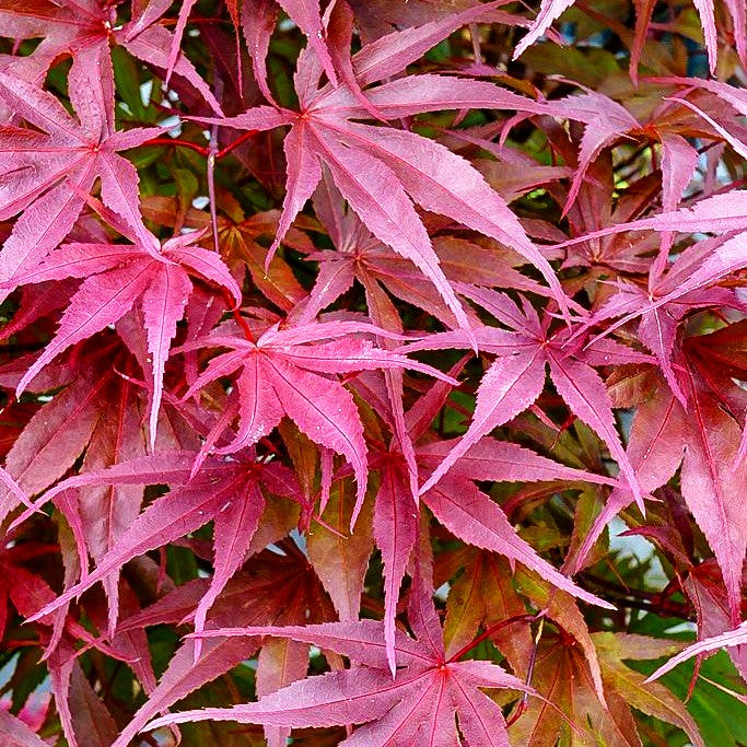 Japanischer Fächer-Ahorn 'Peve Dave' (Acer palmatum)