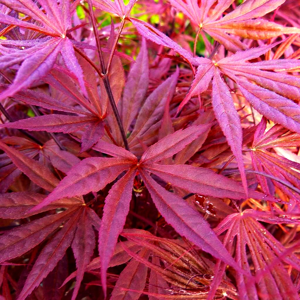 Japanischer Fächer-Ahorn 'Peve Dave' (Acer palmatum)