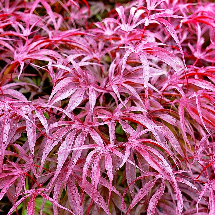 Japanischer Fächer-Ahorn 'Peve Dave' (Acer palmatum)