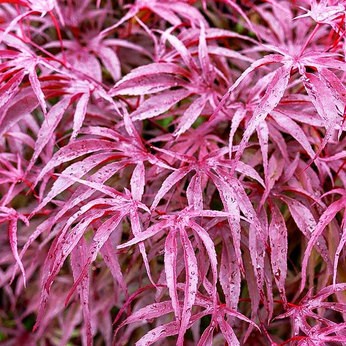 Japanischer Fächer-Ahorn 'Peve Dave' (Acer palmatum)