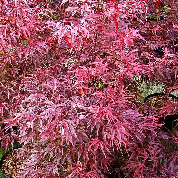 Japanischer Fächer-Ahorn 'Peve Dave' (Acer palmatum)