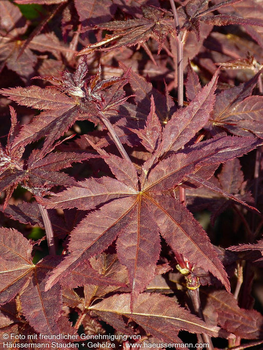 Japanischer Fächer-Ahorn 'Peve Ollie' (Acer palmatum)
