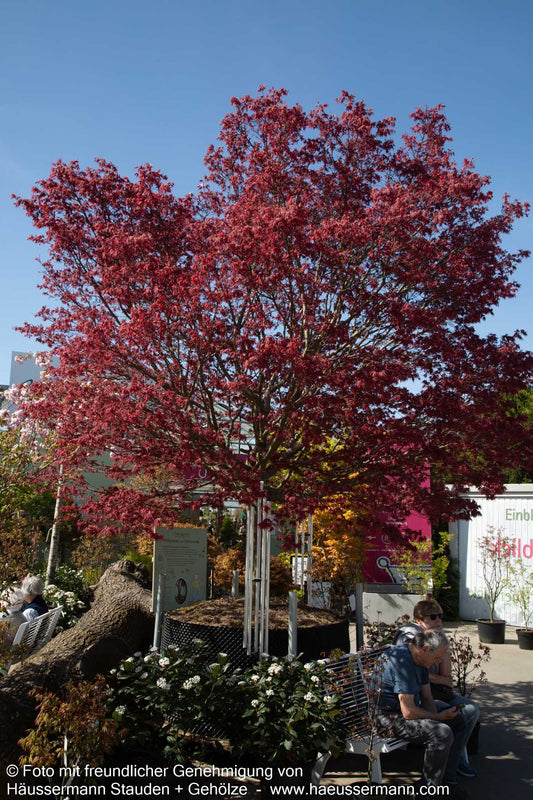 Japanischer Fächer-Ahorn 'Pixie' (Acer palmatum)