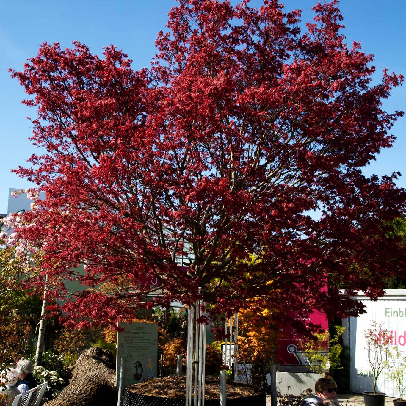 Japanischer Fächer-Ahorn 'Pixie' (Acer palmatum)