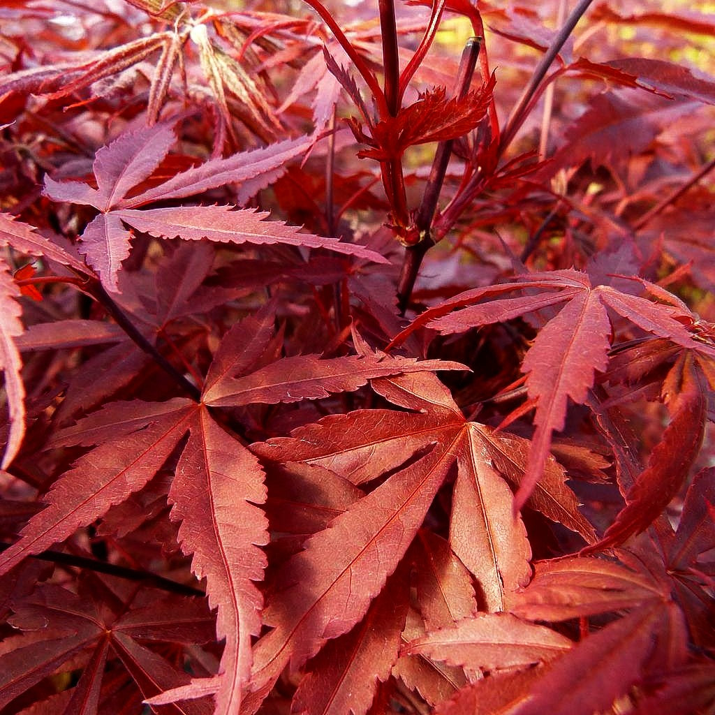 Japanischer Fächer-Ahorn 'Pixie' (Acer palmatum)