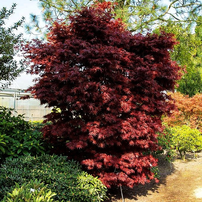 Japanischer Fächer-Ahorn 'Pixie' (Acer palmatum)