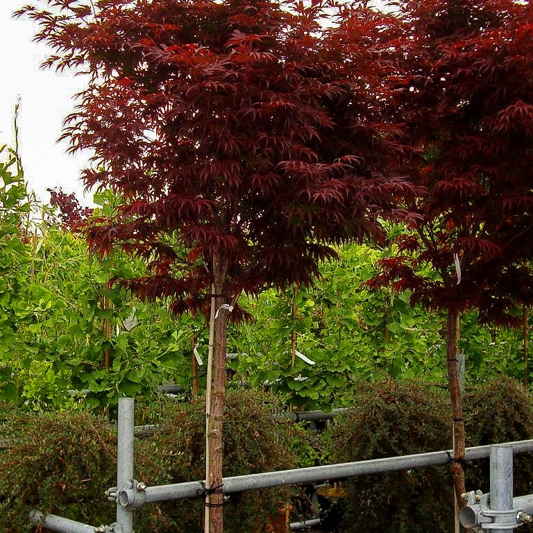Japanischer Fächer-Ahorn 'Pixie' (Acer palmatum)