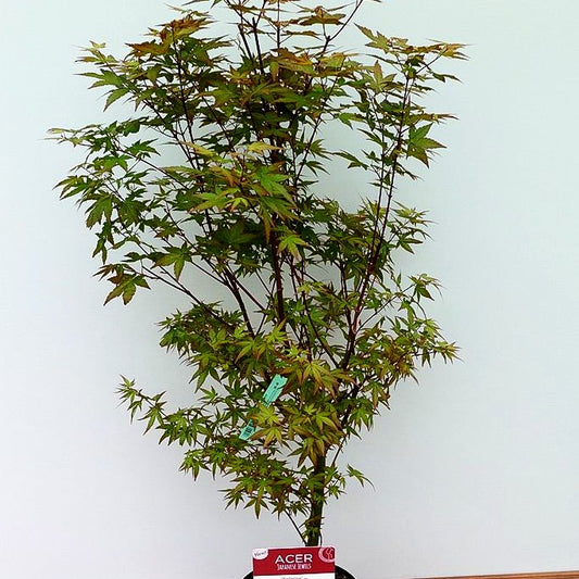 Japanischer Fächer-Ahorn 'Redwine' (Acer palmatum)