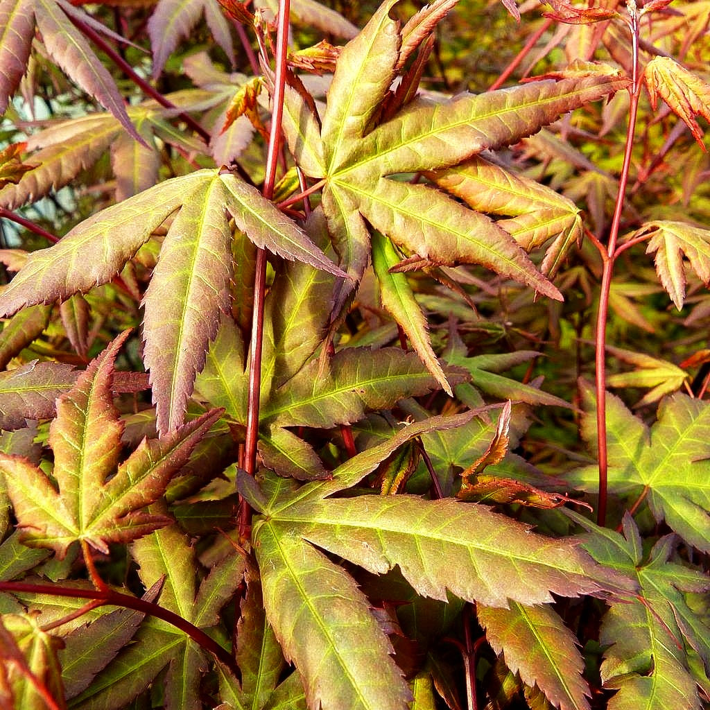 Japanischer Fächer-Ahorn 'Redwine' (Acer palmatum)