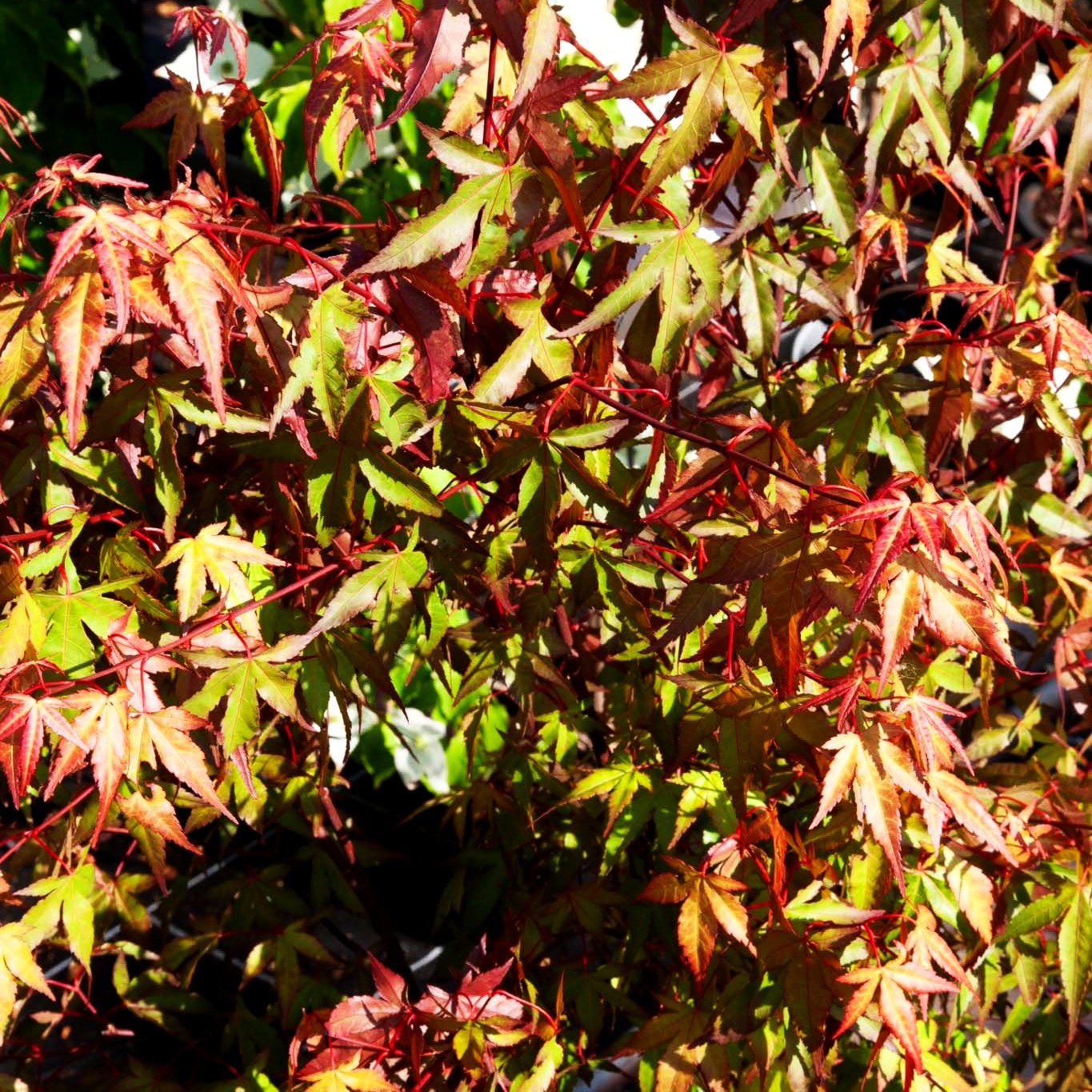 Japanischer Fächer-Ahorn 'Redwine' (Acer palmatum)
