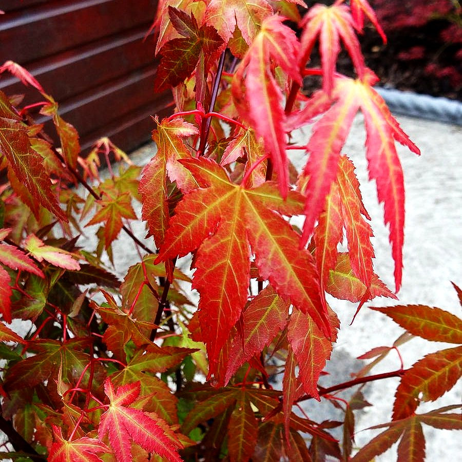 Japanischer Fächer-Ahorn 'Redwine' (Acer palmatum)