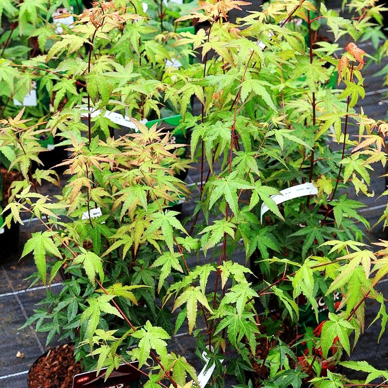 Japanischer Fächer-Ahorn 'Redwine' (Acer palmatum)