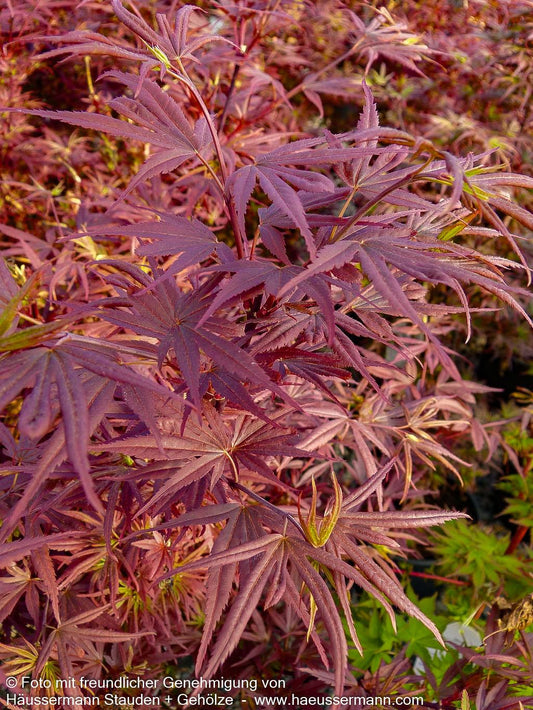 Japanischer Fächer-Ahorn 'Shaina' (Acer palmatum)