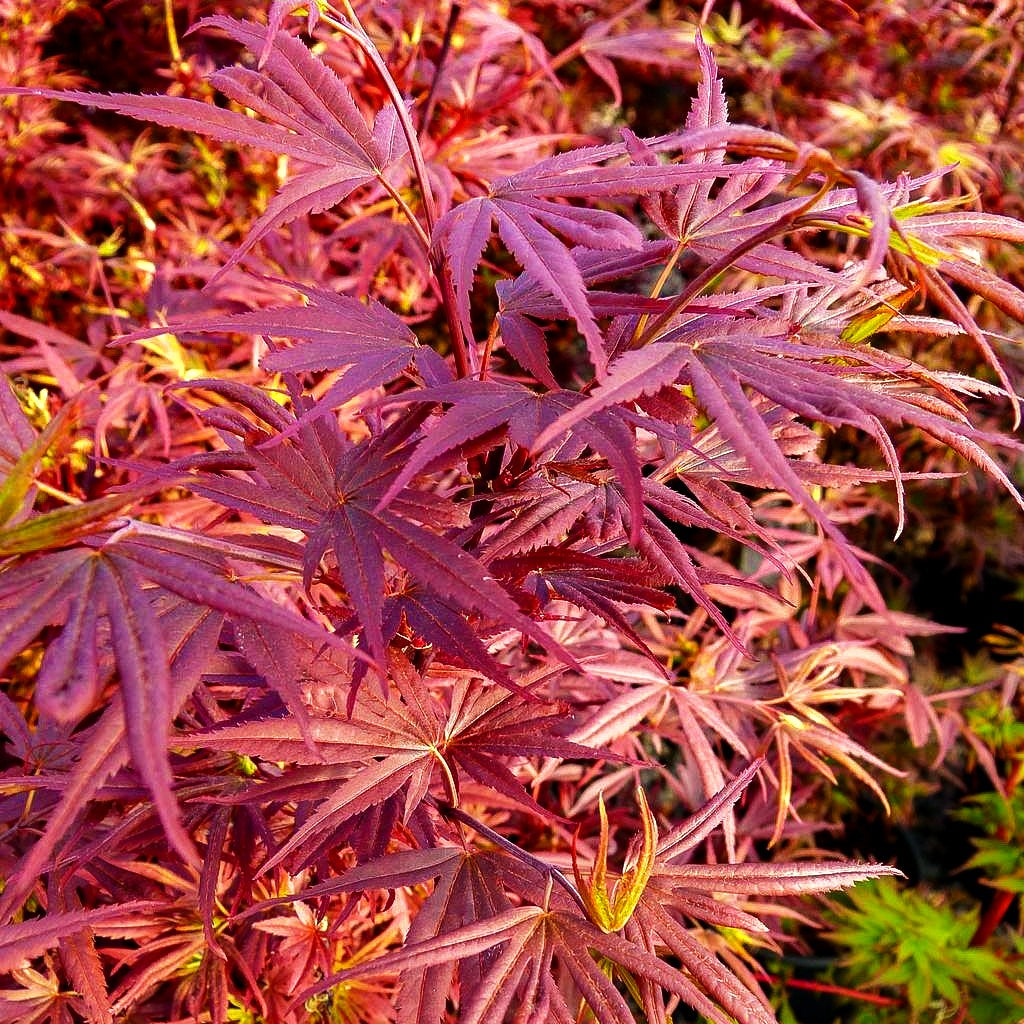 Japanischer Fächer-Ahorn 'Shaina' (Acer palmatum)