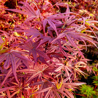 Japanischer Fächer-Ahorn 'Shaina' (Acer palmatum)