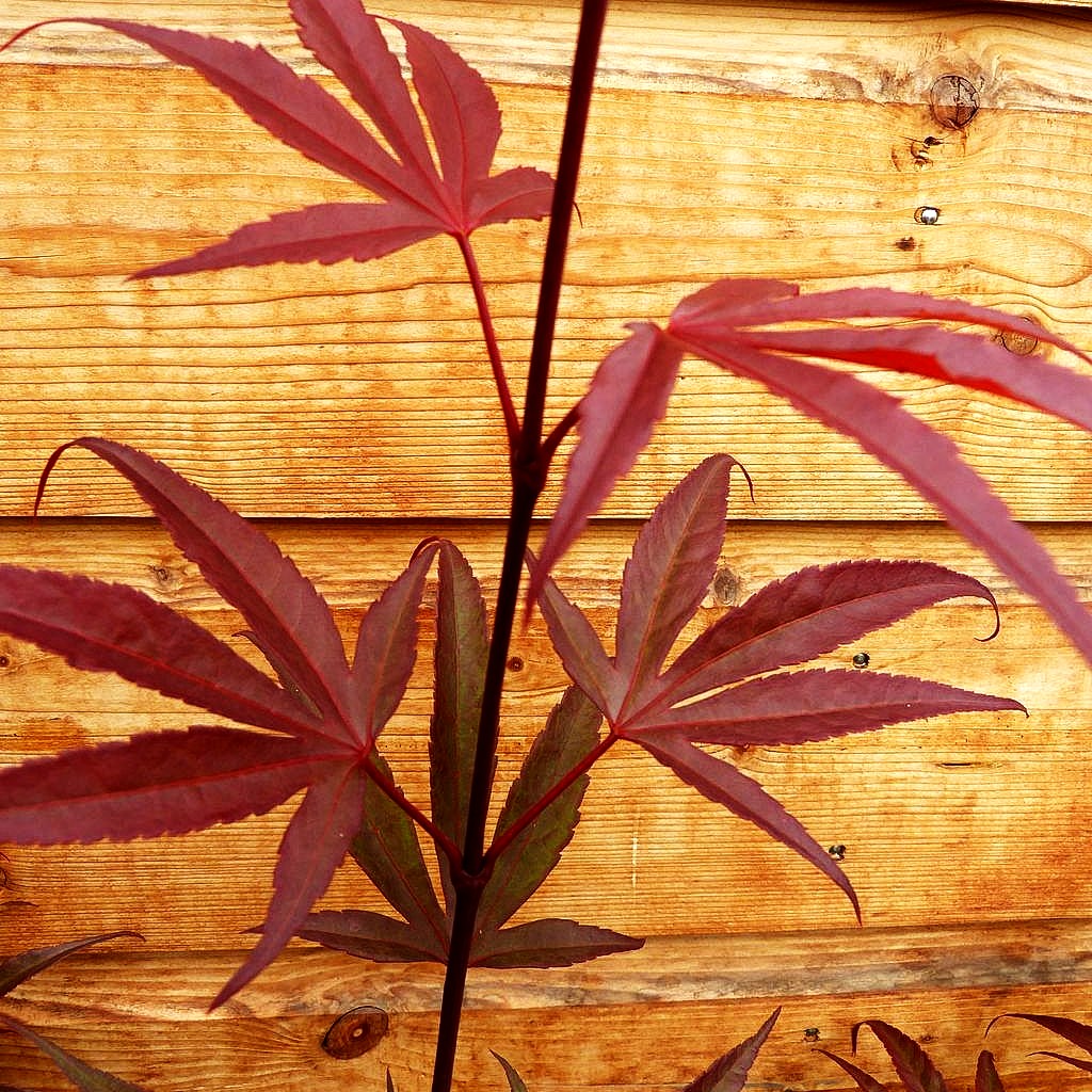 Japanischer Fächer-Ahorn 'Shaina' (Acer palmatum)
