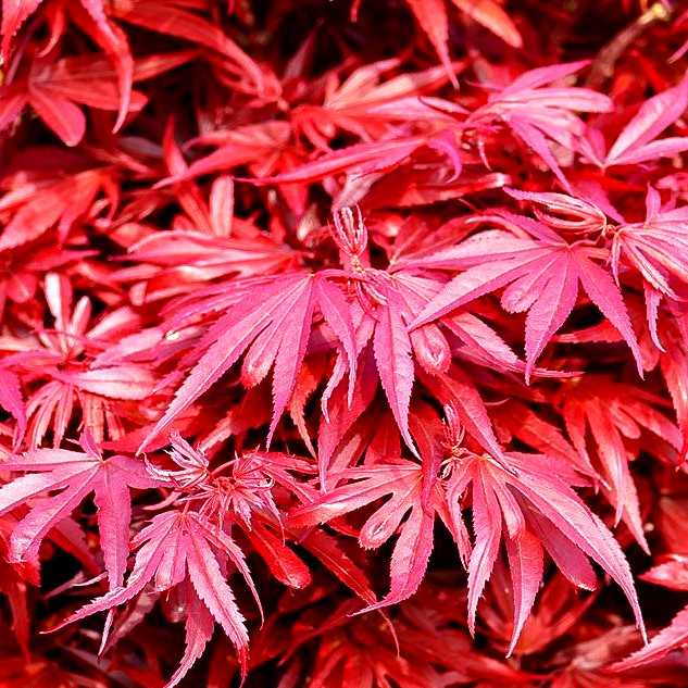 Japanischer Fächer-Ahorn 'Shaina' (Acer palmatum)