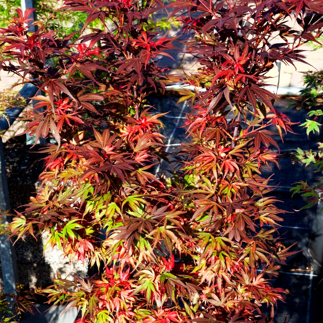 Japanischer Fächer-Ahorn 'Shaina' (Acer palmatum)
