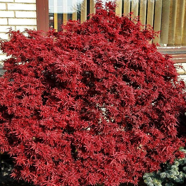 Japanischer Fächer-Ahorn 'Shaina' (Acer palmatum)