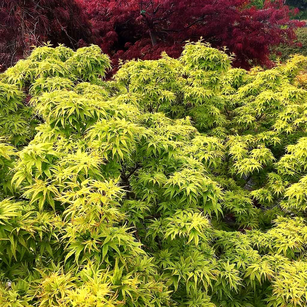 Japanischer Fächer-Ahorn 'Sharp's Pygmy' (Acer palmatum)