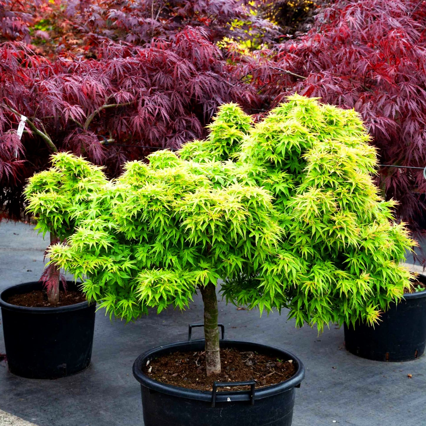 Japanischer Fächer-Ahorn 'Sharp's Pygmy' (Acer palmatum)