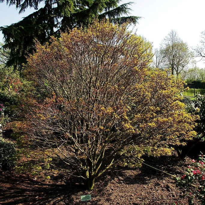Japanischer Fächer-Ahorn 'Sharp's Pygmy' (Acer palmatum)