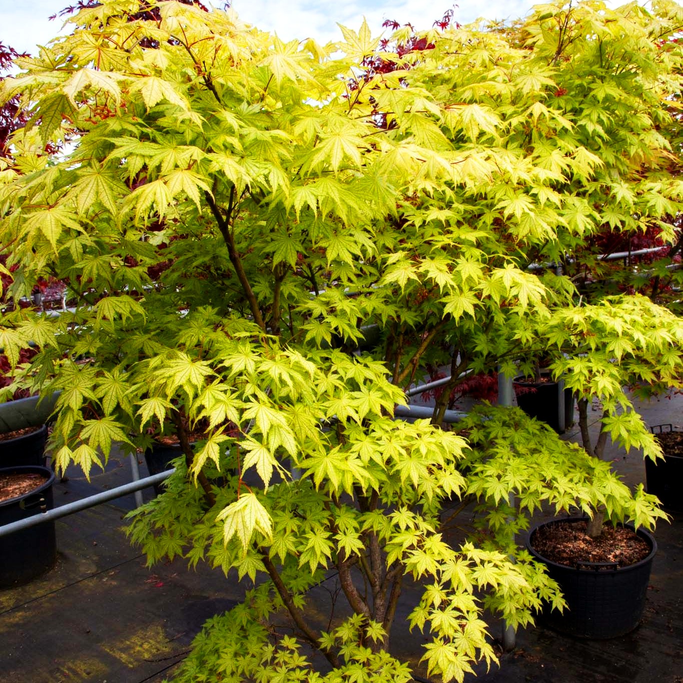 Japanischer Fächer-Ahorn 'Shigitatsu-sawa' (Acer palmatum)