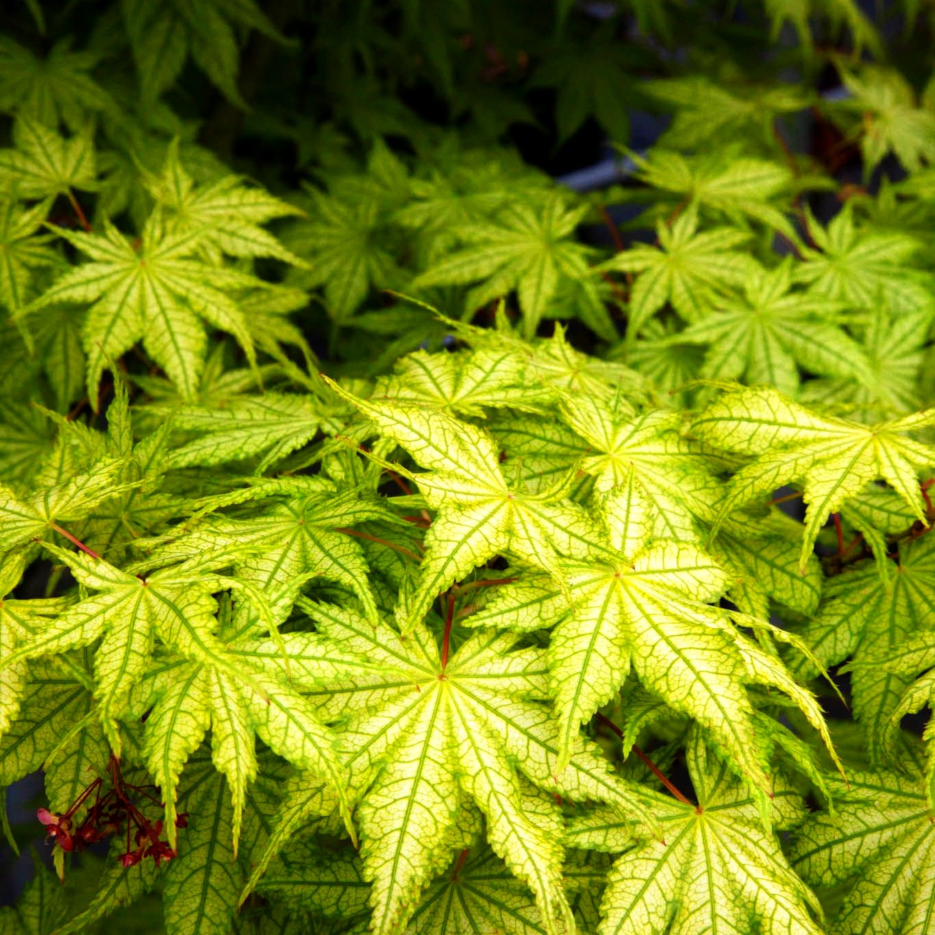 Japanischer Fächer-Ahorn 'Shigitatsu-sawa' (Acer palmatum)