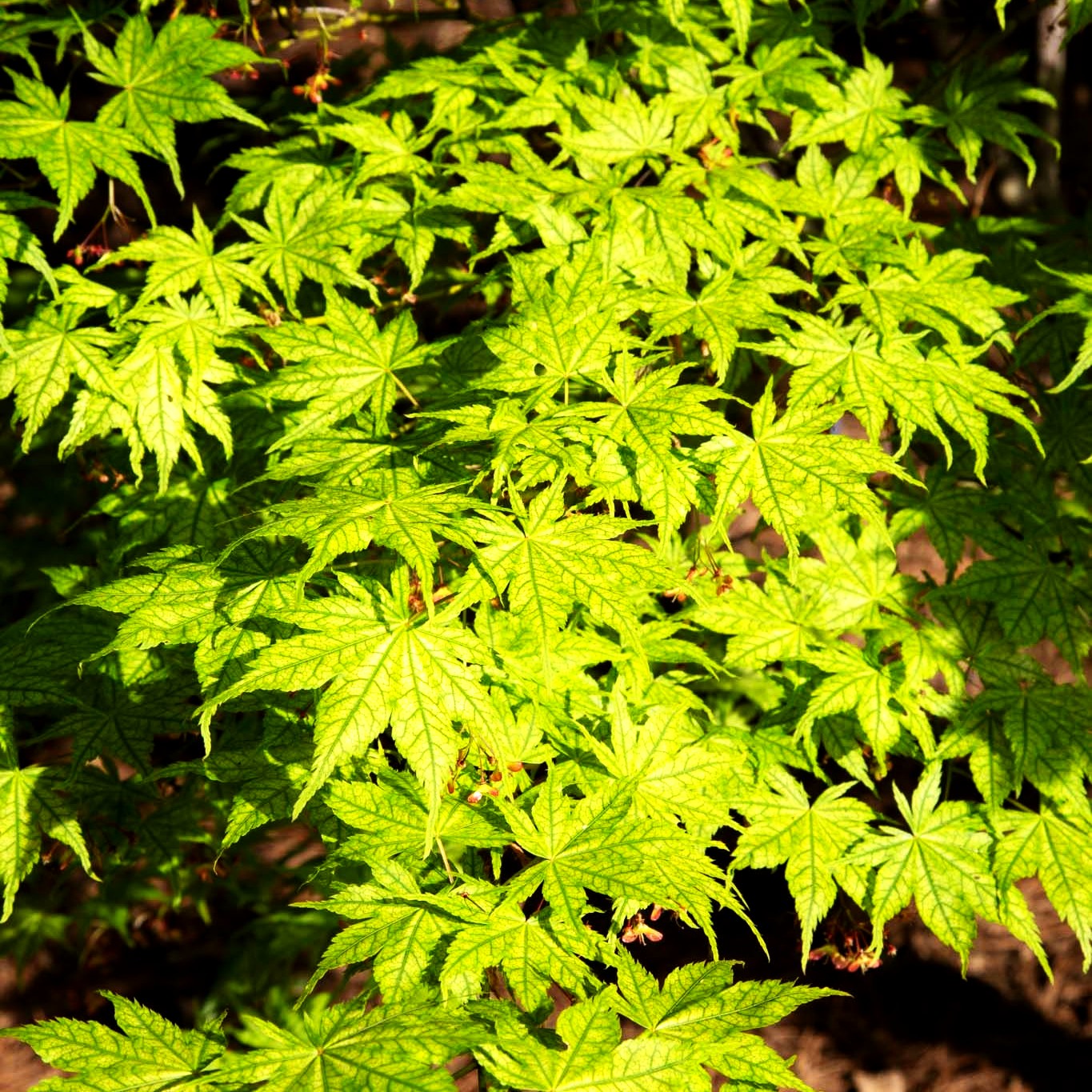 Japanischer Fächer-Ahorn 'Shigitatsu-sawa' (Acer palmatum)