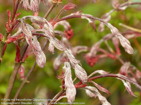 Japanischer Fächer-Ahorn 'Shirazz' (Acer palmatum)