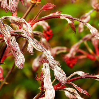 Japanischer Fächer-Ahorn 'Shirazz' (Acer palmatum)