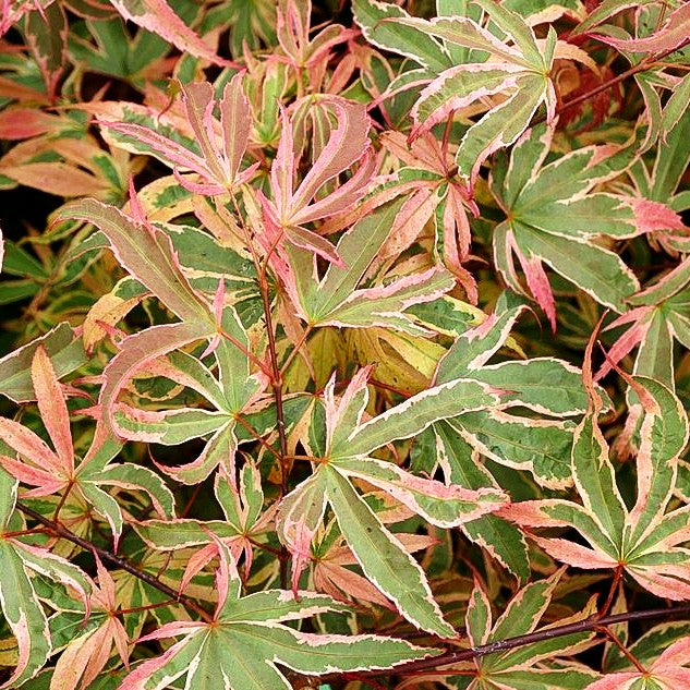 Japanischer Fächer-Ahorn 'Shirazz' (Acer palmatum)