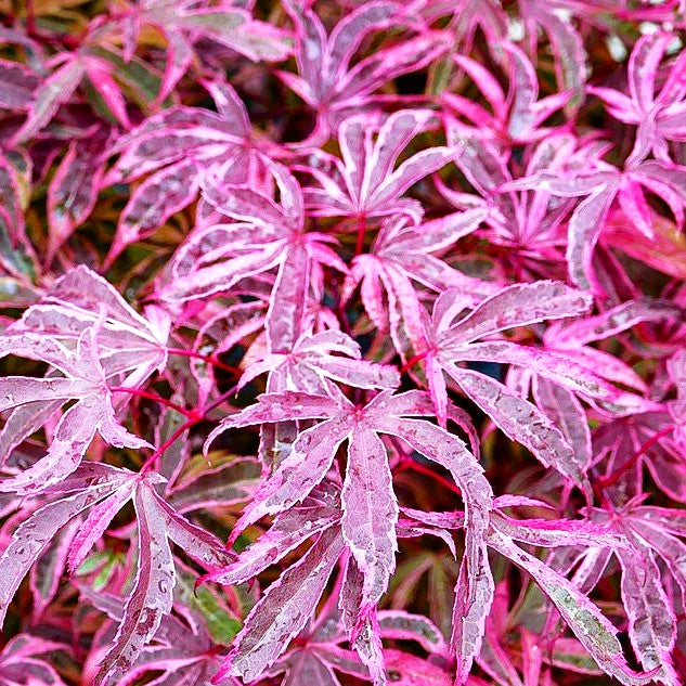 Japanischer Fächer-Ahorn 'Shirazz' (Acer palmatum)