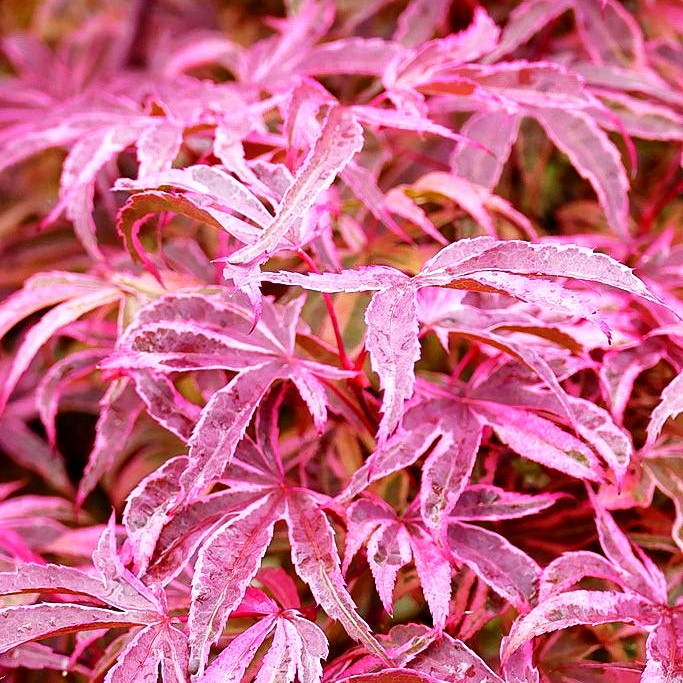 Japanischer Fächer-Ahorn 'Shirazz' (Acer palmatum)