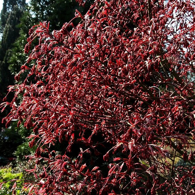 Japanischer Fächer-Ahorn 'Shirazz' (Acer palmatum)