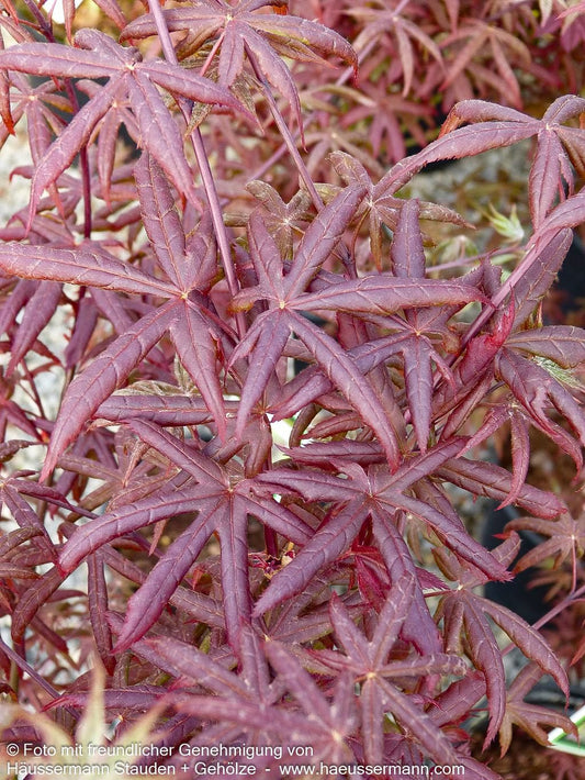 Japanischer Fächer-Ahorn 'Starfish' (Acer palmatum)