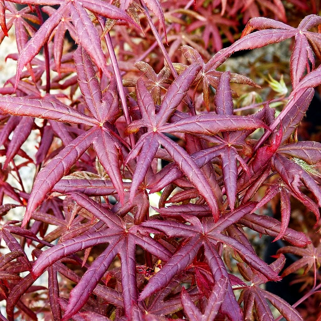 Japanischer Fächer-Ahorn 'Starfish' (Acer palmatum)