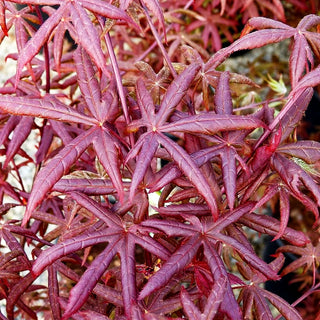 Japanischer Fächer-Ahorn 'Starfish' (Acer palmatum)