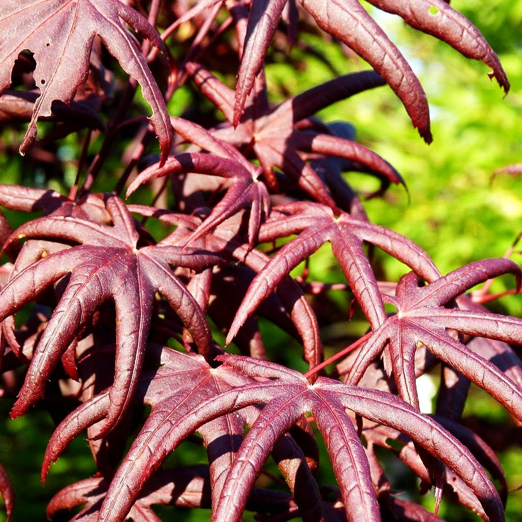 Japanischer Fächer-Ahorn 'Starfish' (Acer palmatum)