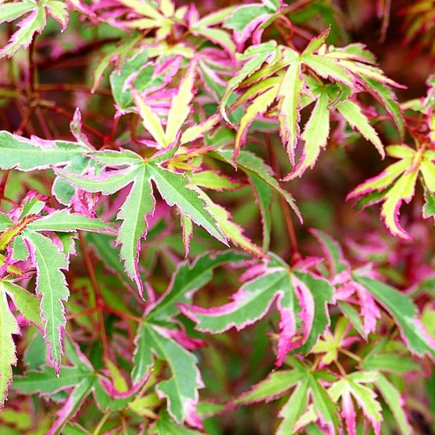 Japanischer Fächer-Ahorn 'Taylor' (Acer palmatum)