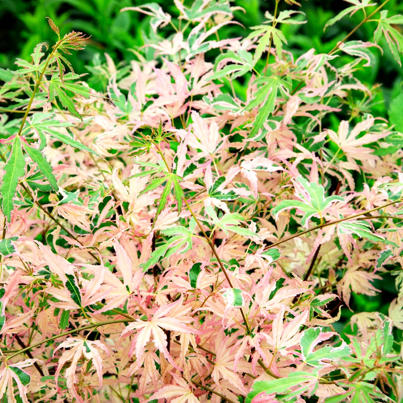Japanischer Fächer-Ahorn 'Taylor' (Acer palmatum)