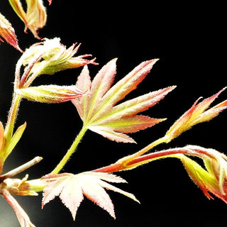 Japanischer Fächer-Ahorn 'Tsumagaki' (Acer palmatum)
