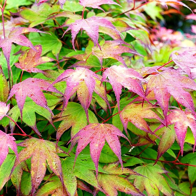 Japanischer Fächer-Ahorn 'Tsumagaki' (Acer palmatum)
