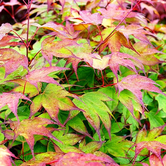 Japanischer Fächer-Ahorn 'Tsumagaki' (Acer palmatum)