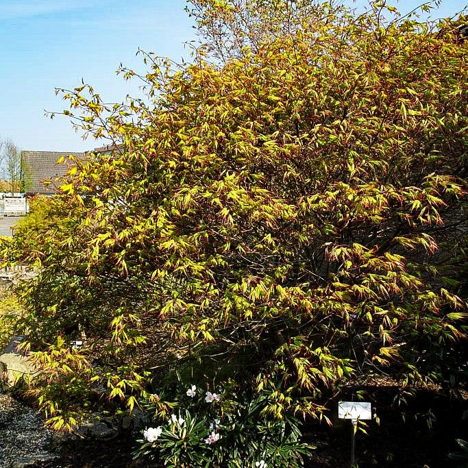 Japanischer Fächer-Ahorn 'Tsumagaki' (Acer palmatum)