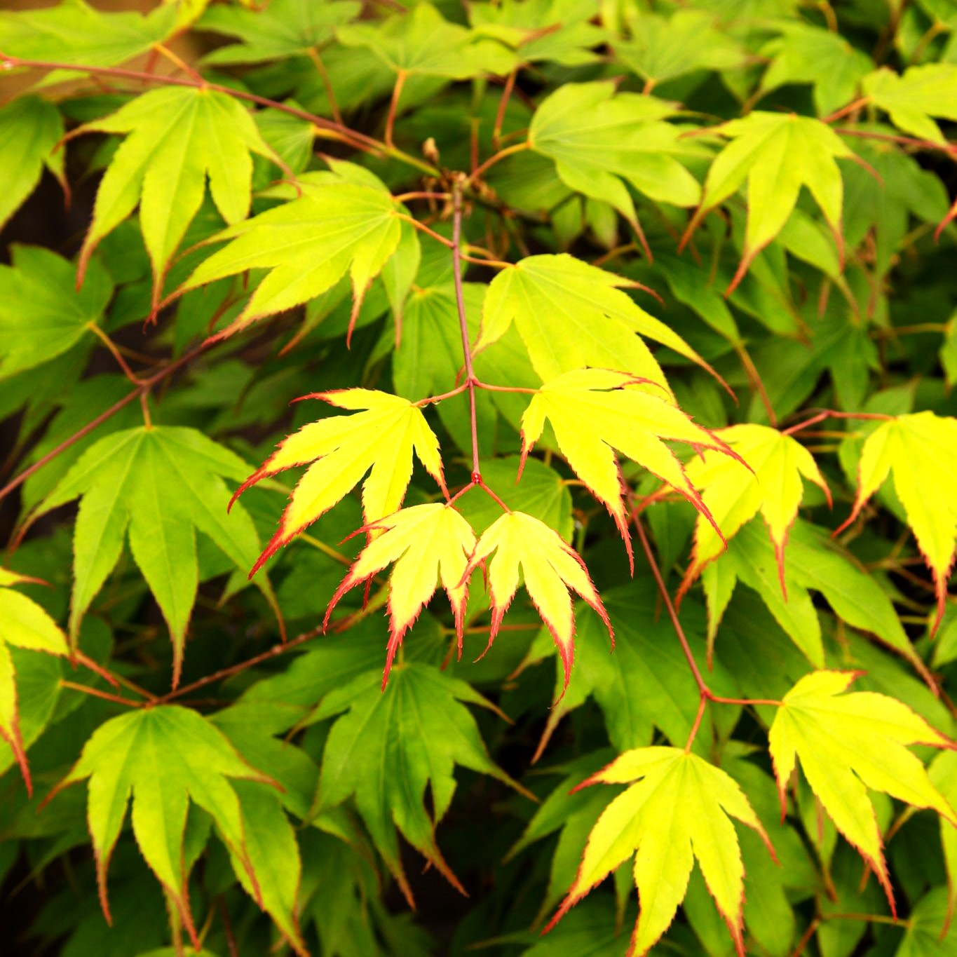 Japanischer Fächer-Ahorn 'Tsumagaki' (Acer palmatum)